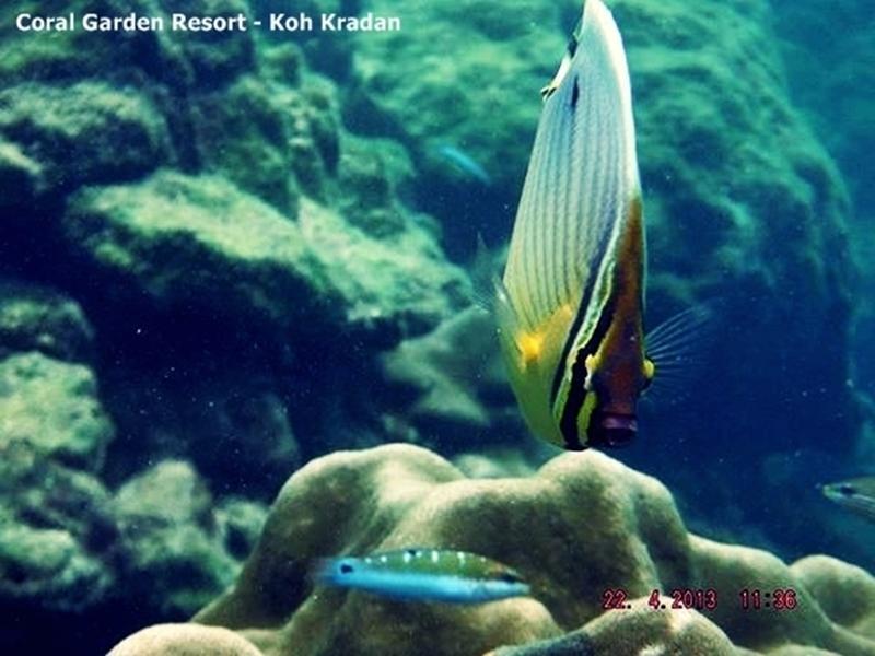 Coral Garden Resort Ko Kradan Exterior foto