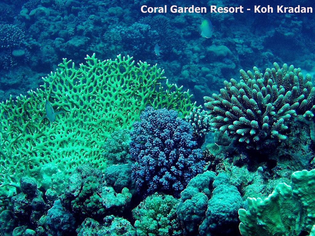 Coral Garden Resort Ko Kradan Exterior foto